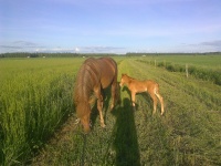 Rauhallisia maastoreittej